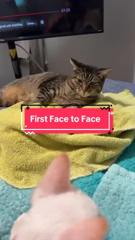 First Face to Face without the netting between them and I am at a loss. Is thisa good or bad interaction?? I’m not sure what to do next. Do I just let them go at it?  #evenoel #kittenhalo #catintroductions #growlingcat #kittensoftiktok 