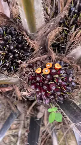 spil tipis tipis themba 🔥 setelah kastrasi 2x lumayanlah #KULIGANK #petanisawit #petanimuda #themba 