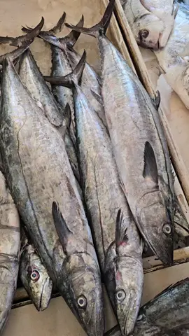 يوميا الاسماك موجوده    حيكم ع الزين.   كل يوم بسعره   لتواصل واتس  98552434