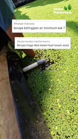 Berapa Ketinggian Air Ideal untuk Budidaya Azolla? #azolla #azollamicrophylla #pakanunggas #pakanternak #fyp