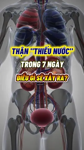 Điều gì xảy ra nếu thận thiếu nước ? #suckhoe #suckhoechomoinguoi #suythan