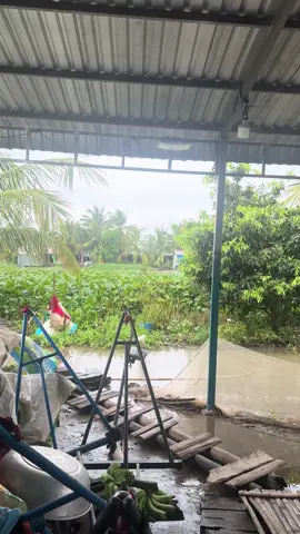 Ngập hết rồi 🙂🙂. Quê em mùa nước lũ 😞😞😞, còn quê mn thì sao nà 😭😭😭#66đồngthap #xuhuong #2025tiktok #nuocluqueem 
