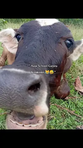 Gayeu tw 😹😅 #fypシ゚ #foryoupagе  #1000000000kviews 