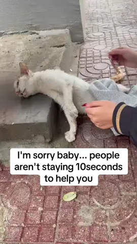 The stray cat was hit by a car. A kitten was hit by a car at school and is now receiving treatment at the hospital. The doctor says the follow-up costs will be expensive. Please help if you can. #rescuestraycats #poorcat #rescuestrayanimals #catrescue 