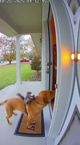 Aha! This time is different #SquirrelMafia #FYP #funnymanimals #AnimalPlanet #grandma 