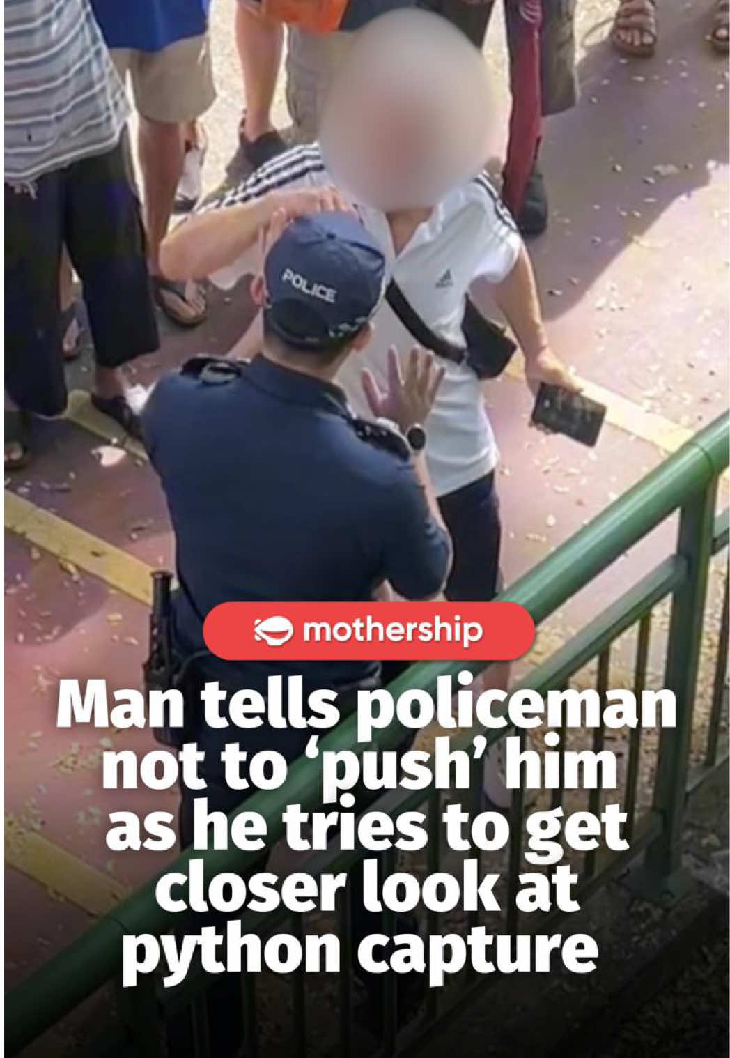 The public is advised to observe from a safe distance and back away slowly when encountering reticulated pythons in urban areas. #sgtiktok #sgfyp #singapore #python 