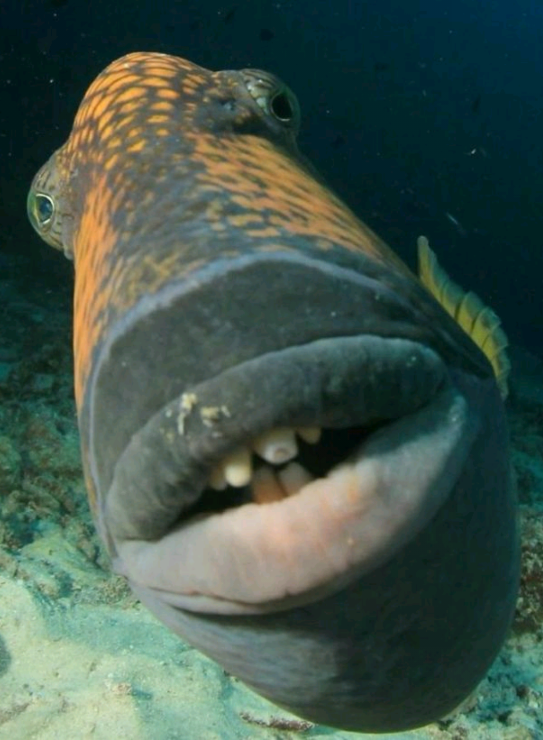 wong ireng #wongireng #meme #dubbing #berandafyp #fypシ゚viral 