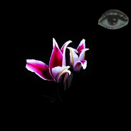 #fyp #retro #viral #flowers #relatable 