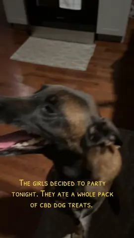 🤦‍♀️ CBD dog treats were tasty. They’re both fine. Just loving life and feeling happy. Apparently CBD does the opposite to my hyperactive dog. #cbdtreats #dogsoftiktok #highdog #idowhatiwant #snoopdoggydogg 