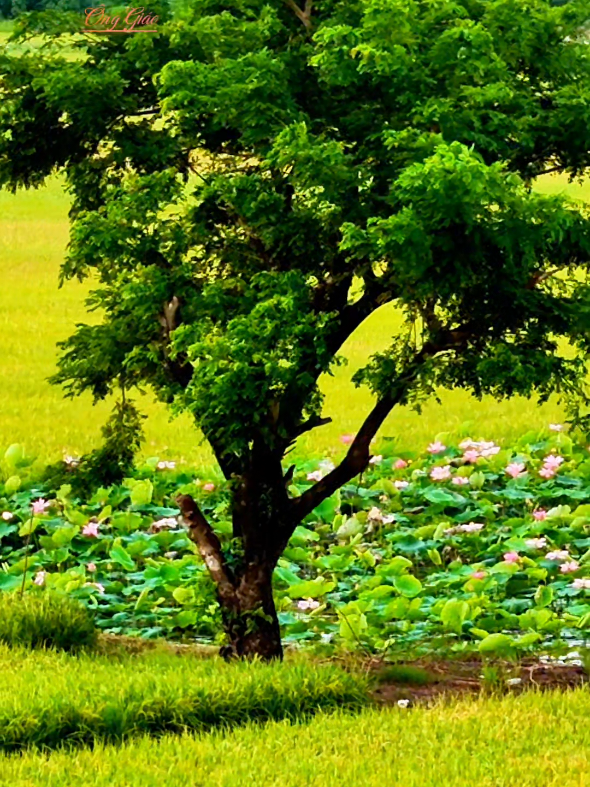 Cánh đồng hoa sen cực chill ở núi Nổi #onggiao #nhac #canhdep #xuhuong #thinhhanh 