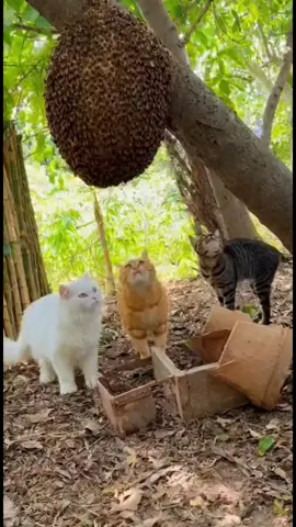 kerqna oyen seekor rosak sekawan kucing #assalamualaikum  #cat  #funny  #fyp  #creatorsearchinsights 