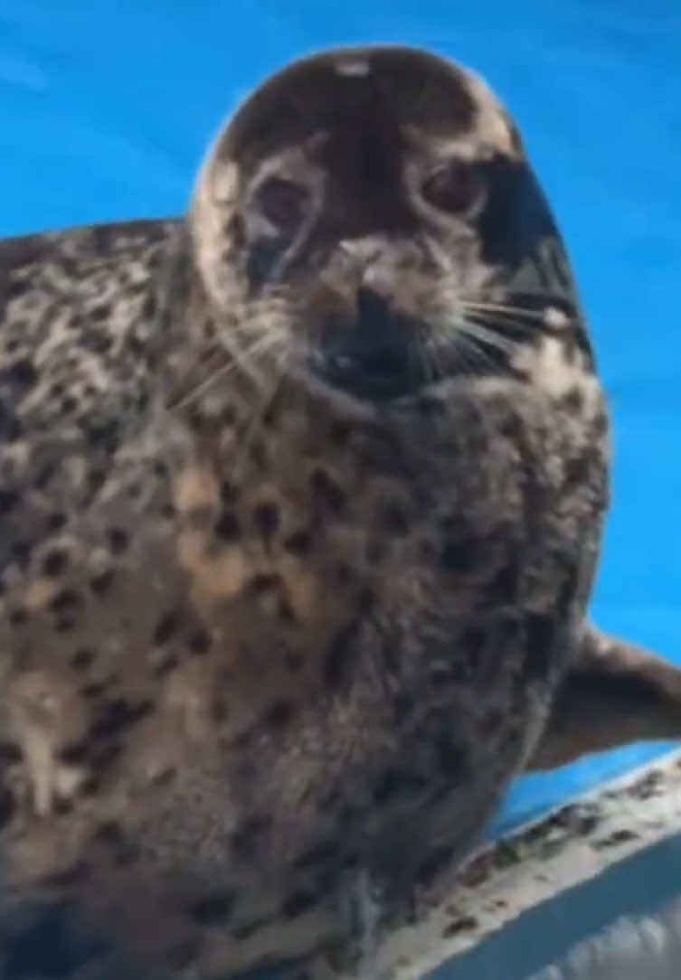 How come a board meant to hold 1000 pounds got crushed by a seal that weighs only 200 pounds?#seal 