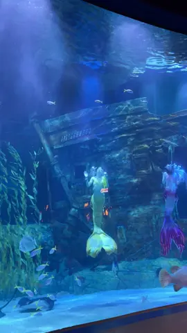 Luỵ thuỷ cung kết hợp version này quá🐠🐳🦈🐋🐬🐟🦭 #lottemalltayho #thuycunglottehanoi 