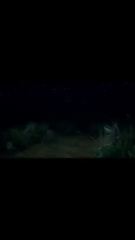 Dos Días #titodoublep #pesopluma #paratii #fyp 