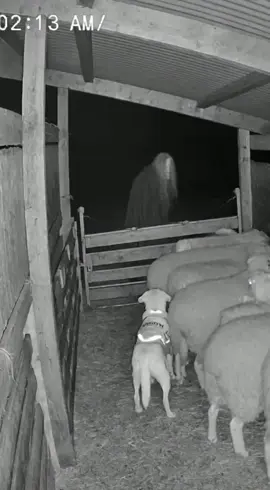 Witch messing with my farm animals now 😭💀 #ringcamera #scary #sora #caughtoncamera #dog 