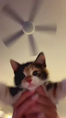 Piper Everybody! Thank you, Thank you very much!   #kitten 