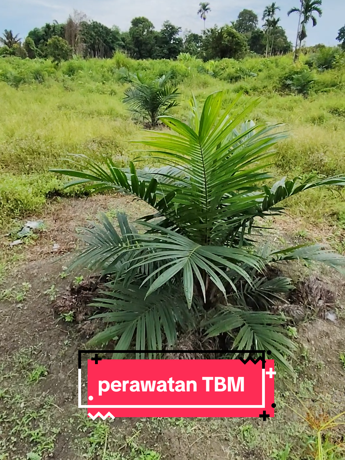 Perawatan pencegahan dari serangan crown disease, (busuk tajuk)  #fyp #sawitjambi #masukberandafyp #sawittiktok #fypシ゚ 