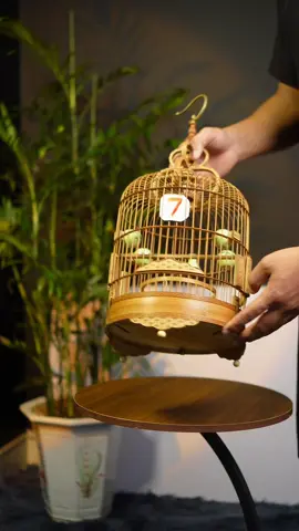 lồng polung lồng chim khuyên, lồng chim hút mật, lồng chim ốc mít, lồng sâu đầu đỏ #toiyeuchimcanh #chimcanhvietnam #longchimocmit #longchimhutmat #longchimkhuyen