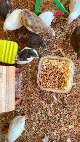 Cùng nuôi cùng ngắm gà Rutin mỗi ngày!#anh2bi #affiliatetiktok #sâucanxi #gà_dep #gà_rutin 