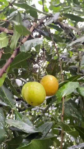 buah langka nya org kalimantan  #buahsatar #buahlangka #buahkalimantan #buahkampung #buahsegar 