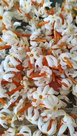 पारिजात फुलको रोचक तथ्या#information #tiktoknepal🇳🇵 #fypシ゚ #alina_shrestha3 #support 