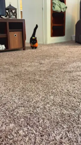 It’s time for the pumpkin outfit !  🎃 #munchkincat #shortcat #cutecat #blackcat #catoutfit 