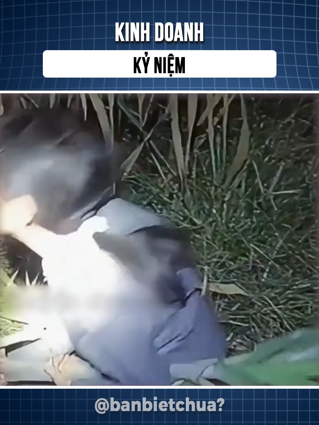 Kinh doanh kỷ niệm #xuhuong #viral #banbietchua #banbietchua?