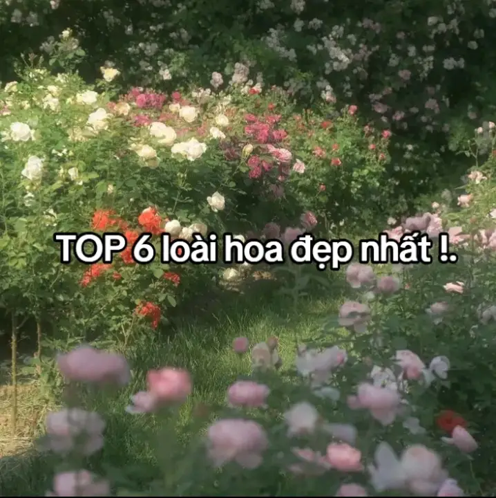 trong mắt t , bông hoa đẹp nhất thế giới là...... you 🥀🥀🫵#foryou #mylover #youpage #Love #xh 