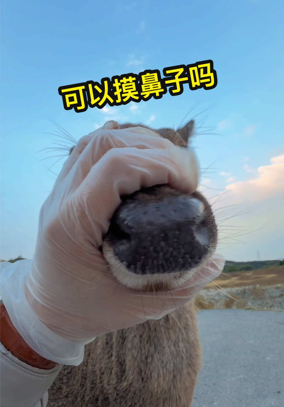 可以摸摸鼻子吗#sikadeer #cute #lovely #wildanimals #wild 