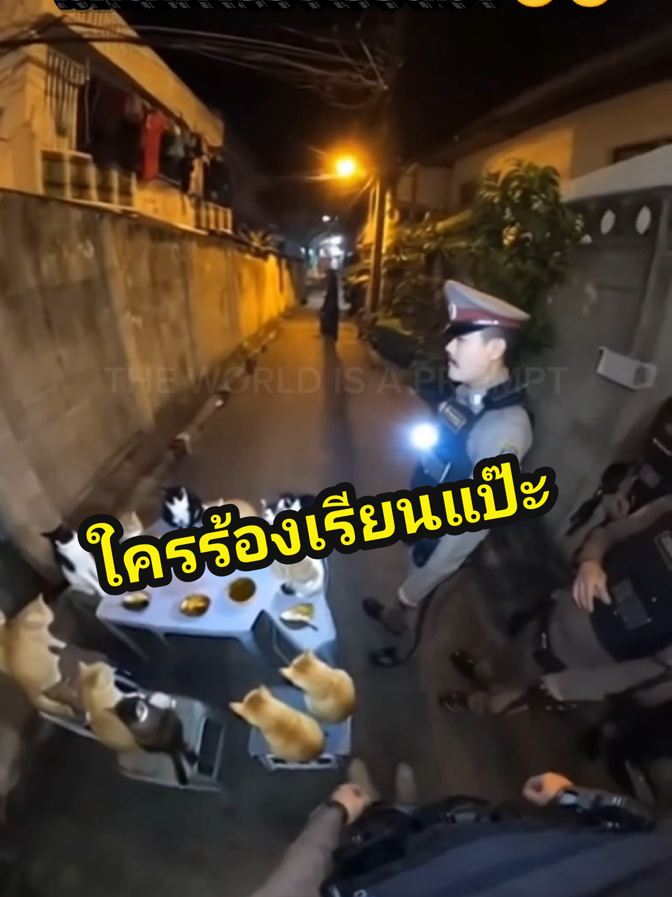 ไรอ่ะคุณตัมหนวด แค่นั่งกินปลาทูกับสาว งงมาก😂😂 #แมว #แมวน่ารัก #แป๊ะ #แมวเหมียว #Cat 