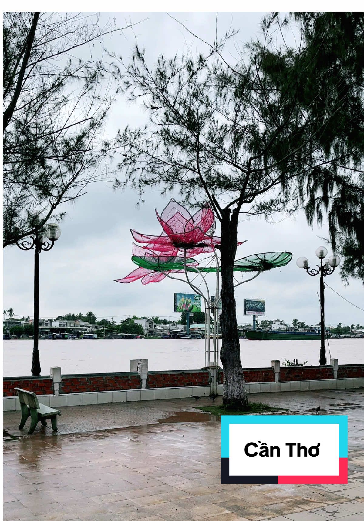 “ Cần Thơ có Bến Ninh Kiều Cho ai dạo bước những chiều Tây Đô    ….  ( sưu tầm)  #cầnthơ #sôngnướcmiềntây #dulich #xuhuong #nguyenphuongthao_ntpt 