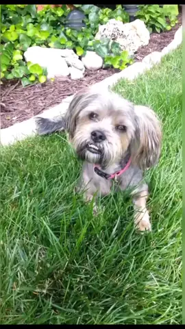 I've never celebrated Dia De Los Muertos but for my Molly October 27 th yes please 🥺  . . #diadelosmuertos #PetsOfTikTok #petloss #genx #souldog 