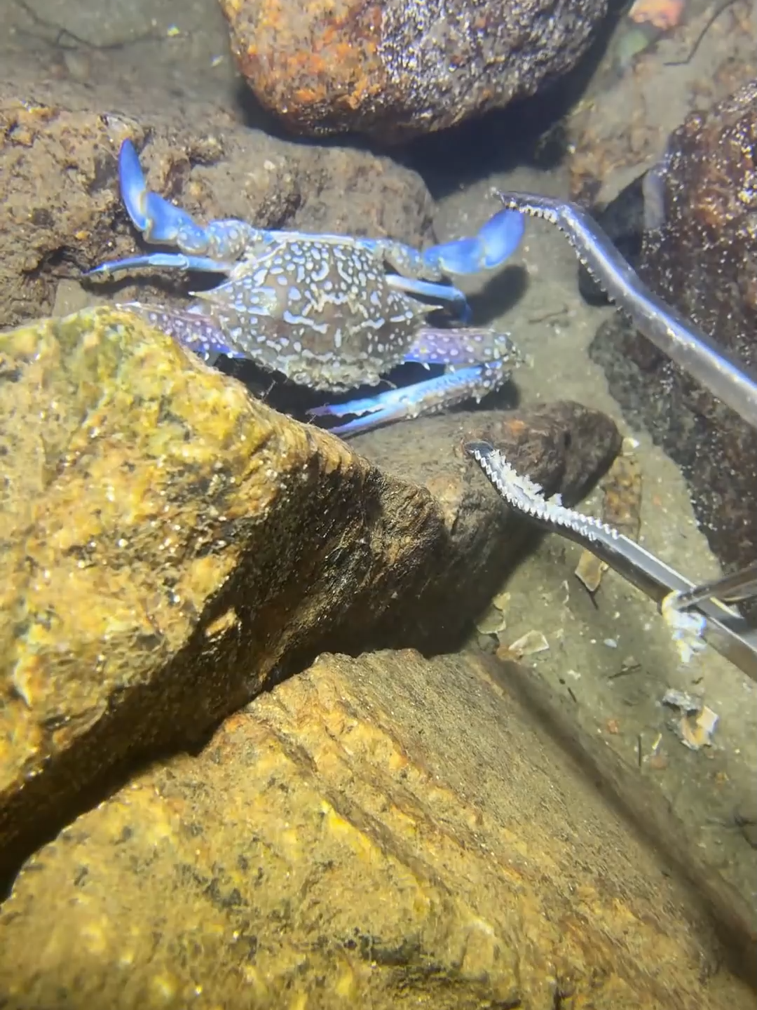 #fishing #deepsea #nemo #eels #diving #crab #lobster #beach #nature #sea #catchthesea