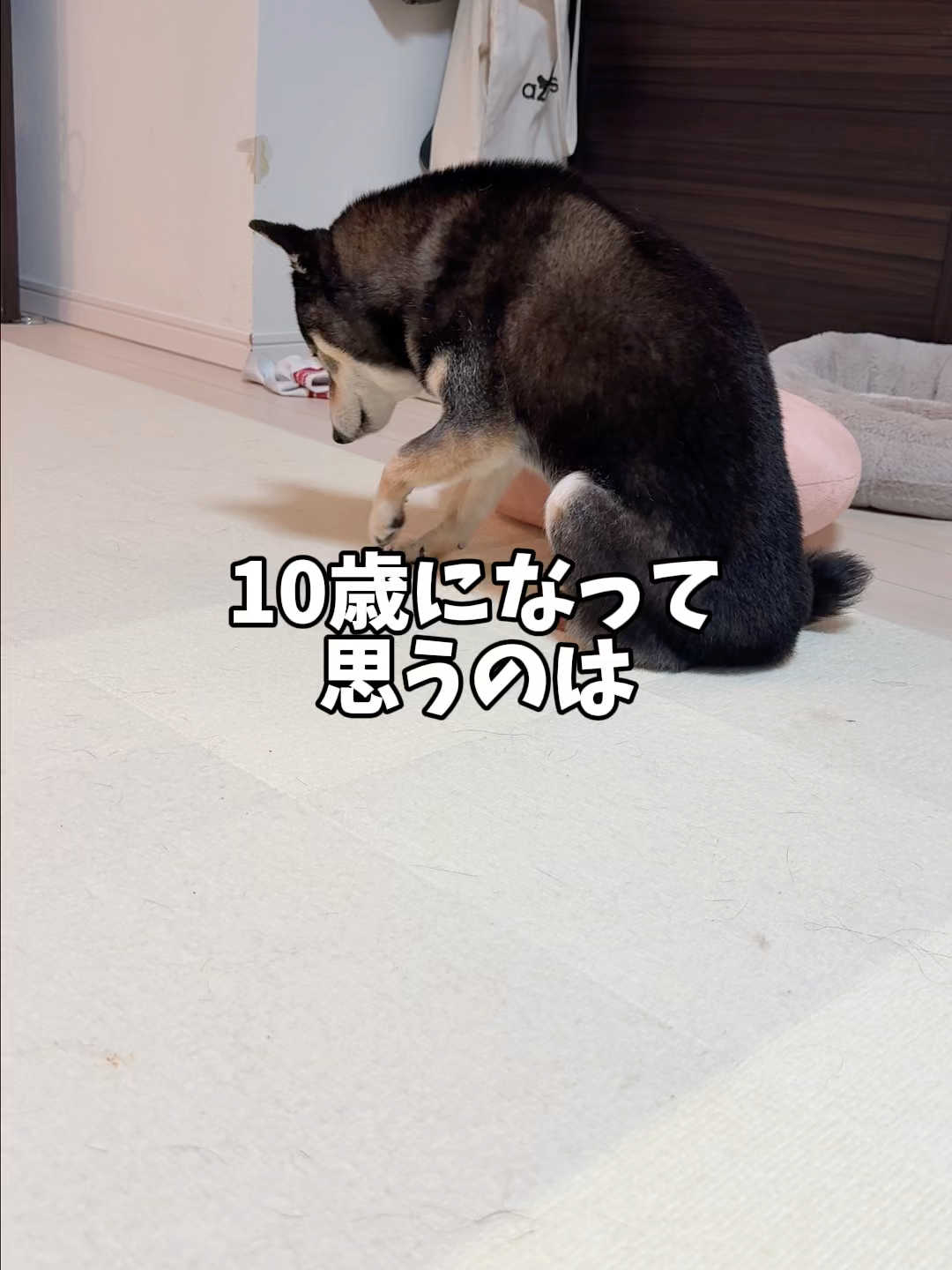 歳をとることのしんどさを痛感する黒柴#柴犬