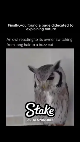 #owl 