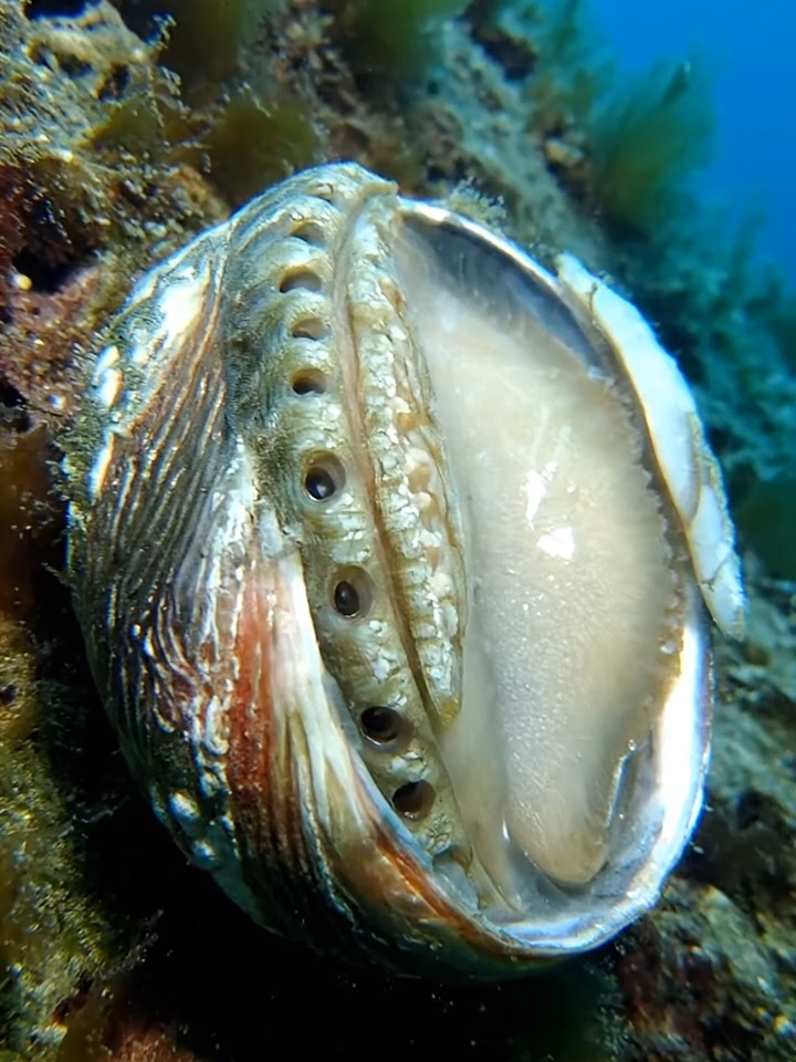 Bào Ngư Abalone - Dog #autotoolai79 #abalone #xuhuong #viral #fyp #tiktok #dethuong #cute