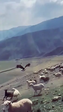 #islamic_video #quran #viralvideo #fyp #plzunfrezemyaccount 