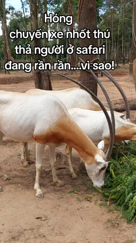 thả người nhốt thú#GreenCreator #VinWonders #dulich#nhotnguoithathu#jrslbym