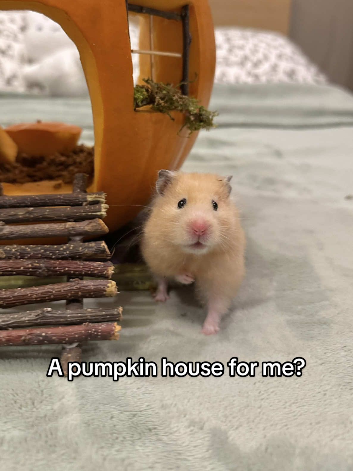 The Nugget Diaries: Nugget explores her pumpkin house  I was only planning to get Nugget a little pumpkin but Ted said why not a whole pumpkin house for her to explore. So enjoy Nugget and her pumpkin house 🏠  #fyp #hamster #PetsOfTikTok #cute #pumpkinseason 