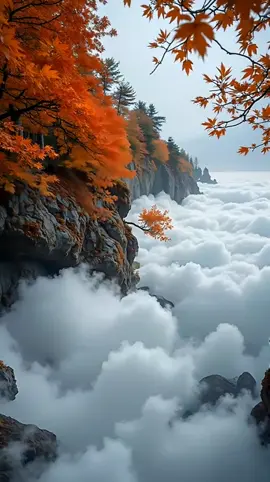 구름 파라다이스  #청량산 #운해 