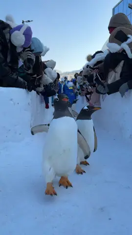 Lật đà lật đật #petcute #khoanhkhacdangyeu #chimcanhcut 