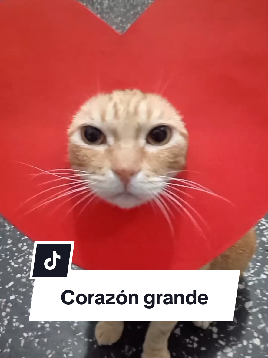 Leo el gatito con un corazón grande ♥️😺 #leoelgatonaranja #leomichi #leoelgatoperuano #gatonaranja  #carlacalderon 