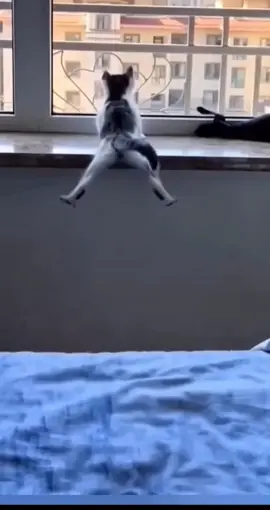 #funnyanimals #funnyvideos #cat #chat 