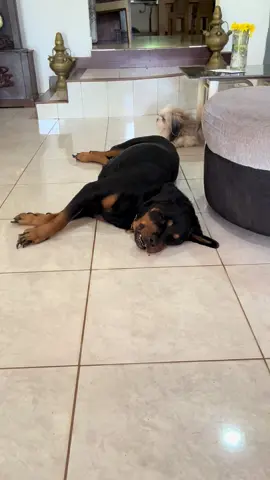 Bru 😾  #rottweiler #doglover  #fyp @🌸🦋✨Nithmi ( Bantu ) 🌸🦋✨ 