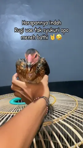 Bismillah persiapan cetak semi jepang di tahun 2026 #buanafarmjogja #ddroosterfarm #fyp #ayambangkok #foryoupage 