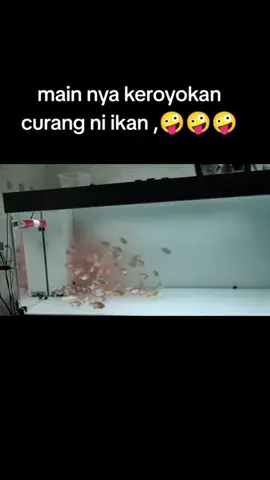 piranha RBP vs BELUT.  