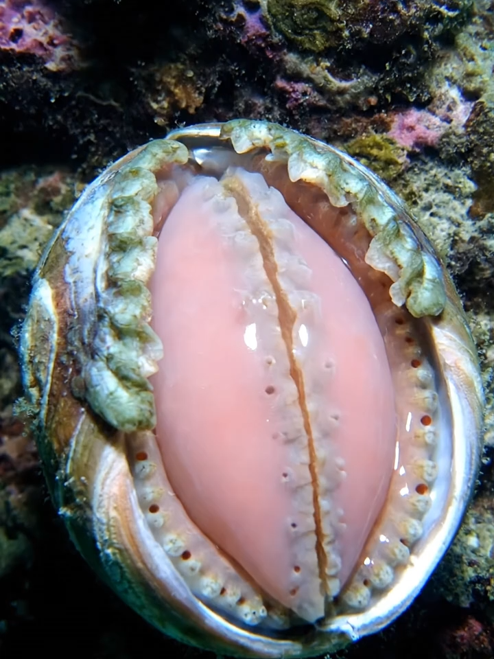 Bào Ngư Abalone #autotoolai79 #abalone #xuhuong #trending #tiktok #dethuong #viral #cute #fyp