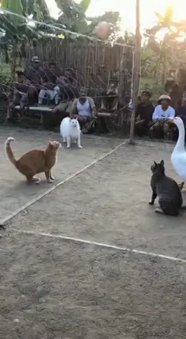 Main volly #fyp #kucinglucu #viral #fypindonesia #sora 