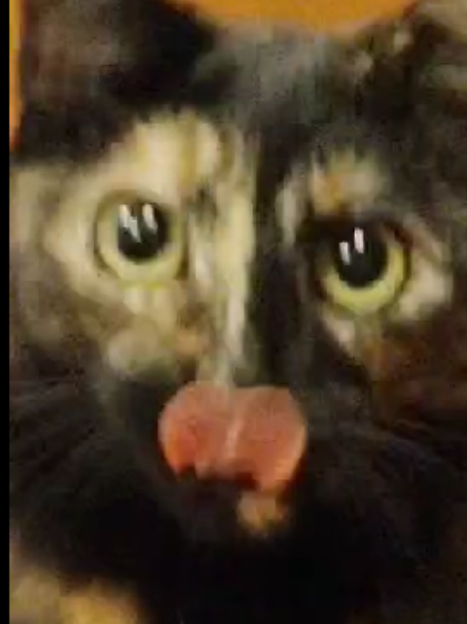 #catsoftiktok #halloween #cat #cats #taffycat 