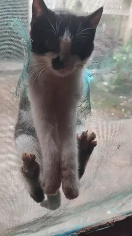 Báo dữ luôn #catlovers #catfighting #meow #ilovetiktok #fyppppppppppppppppppppppp 